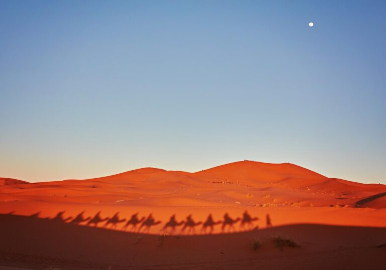 shadows-camels-sahara-desert-merzouga_661209-129